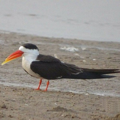 Indian Skimmer